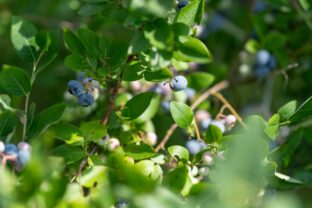 Kanadské čučoriedky