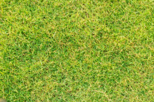 Mach z trávnika zmizne