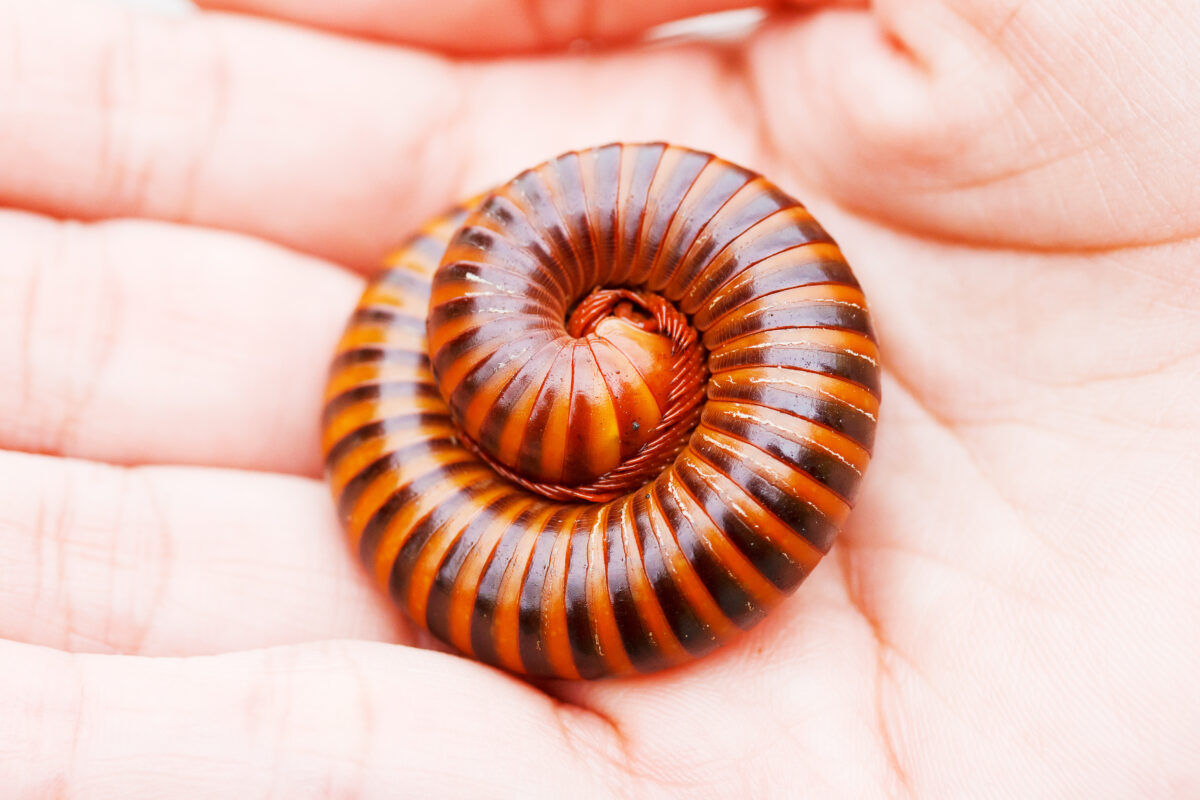 mnohonôžka