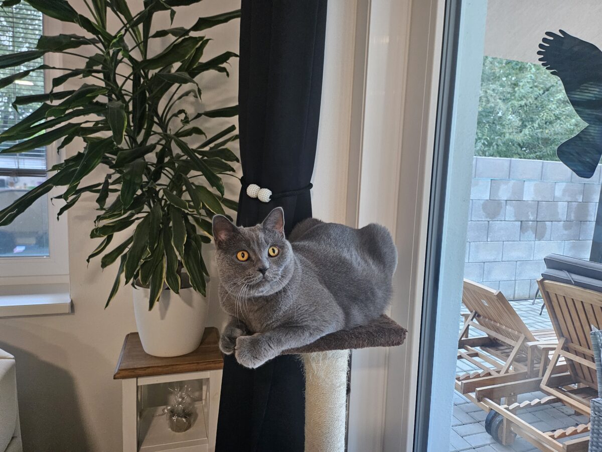 mačka na škrabadle