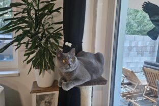 mačka na škrabadle