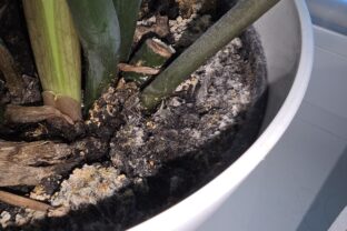 v kvetináči pleseň