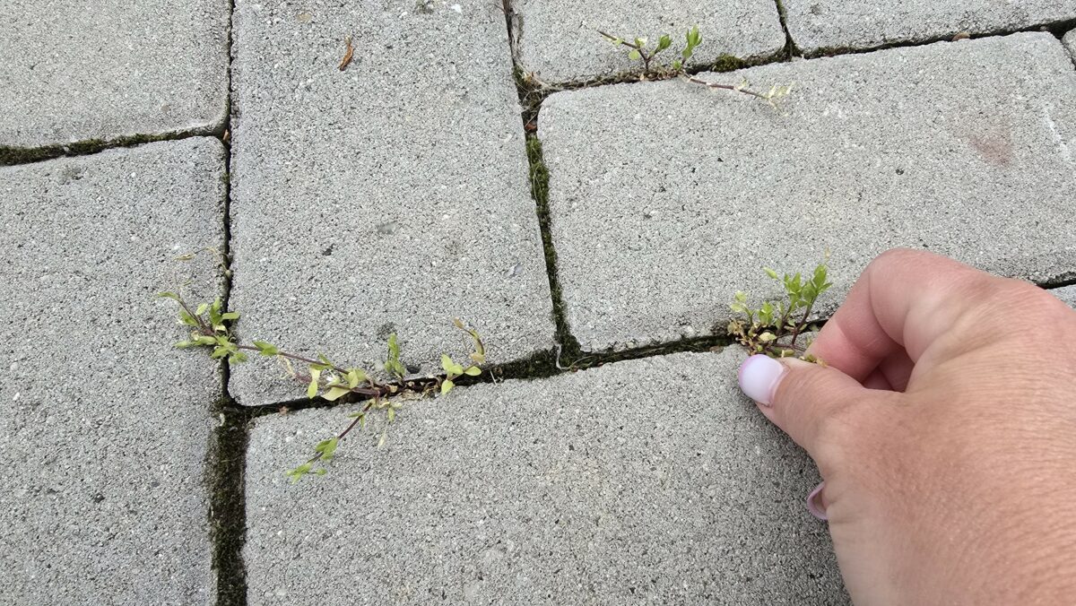 Ručné odstraňovanie buriny