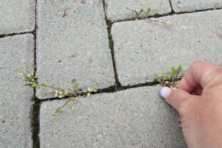 Ručné odstraňovanie buriny