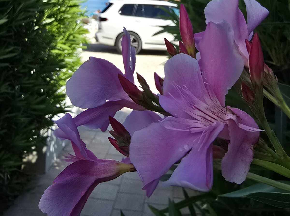 oleander