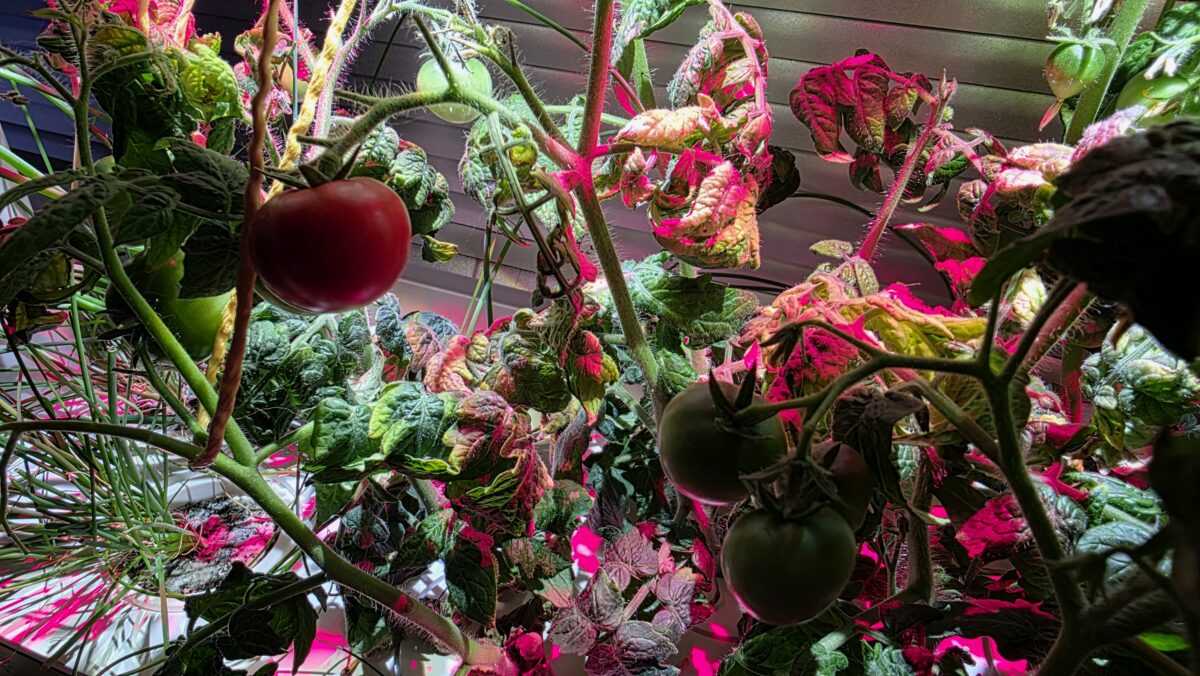 pestovanie paradajok