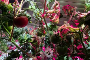 pestovanie paradajok