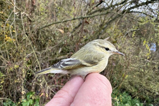 ENVIRO: Nový druh vtáka