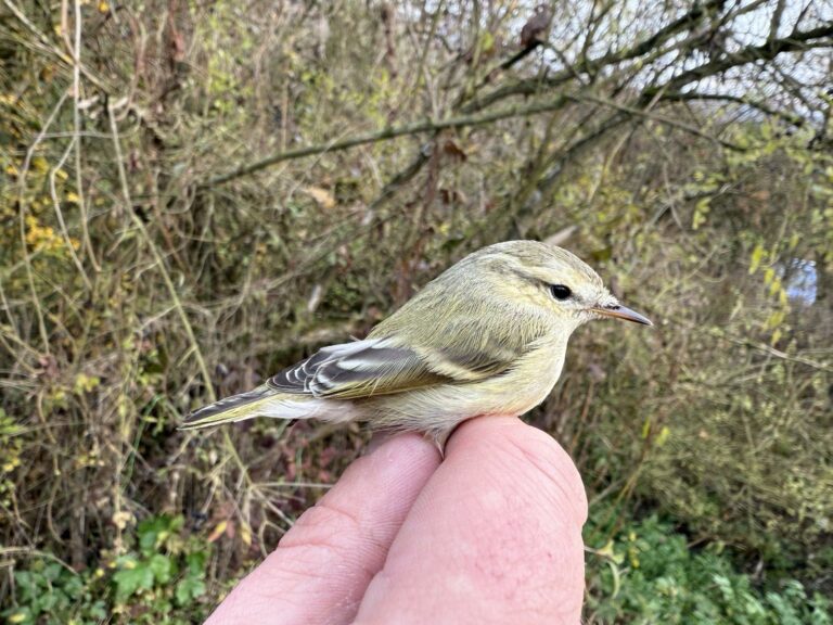 ENVIRO: Nový druh vtáka