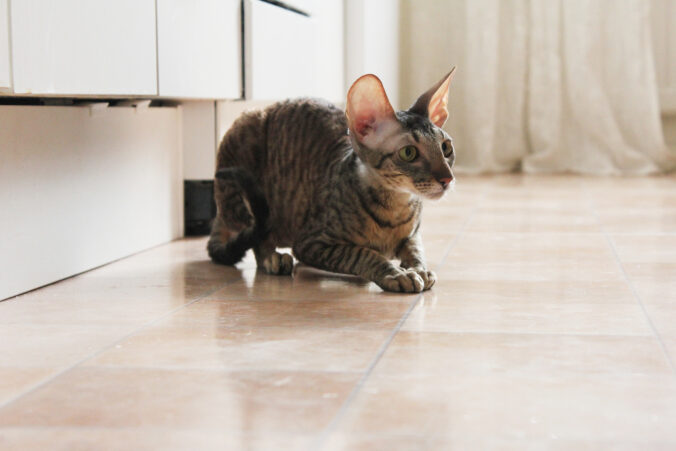 Mačky so psími spôsobmi: 5 plemien, ktoré vás prekvapia svojimi psími návykmi