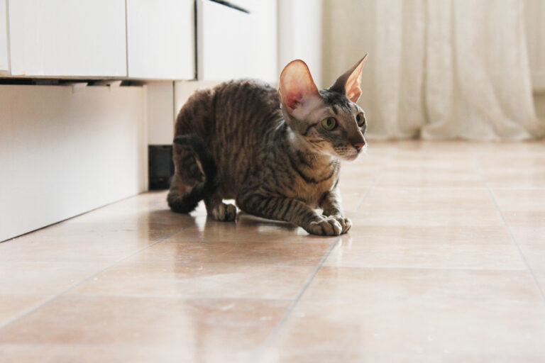 Mačky so psími spôsobmi: 5 plemien, ktoré vás prekvapia svojimi psími návykmi