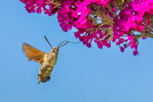 Macroglossum stellatarum