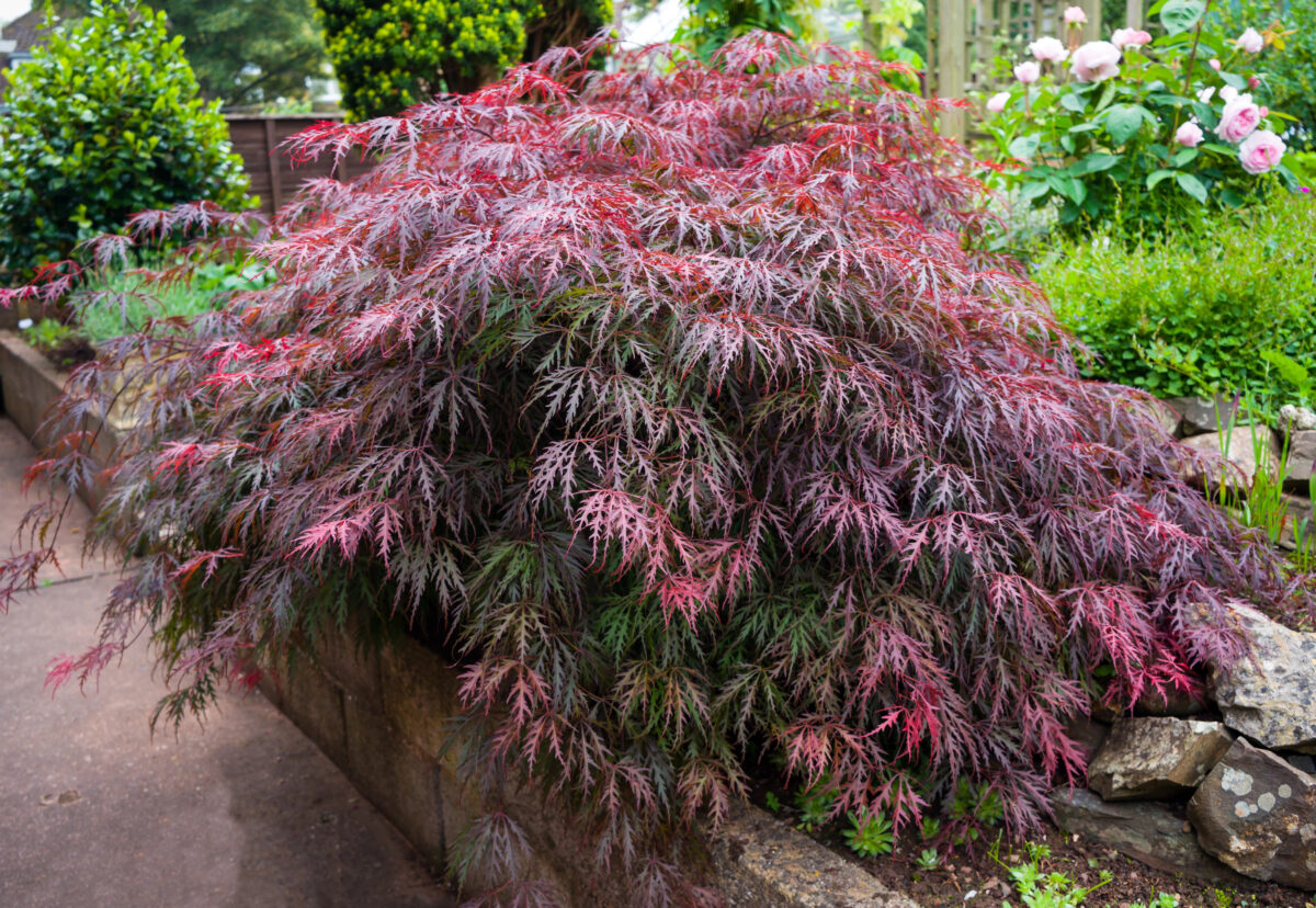 Acer palmatum