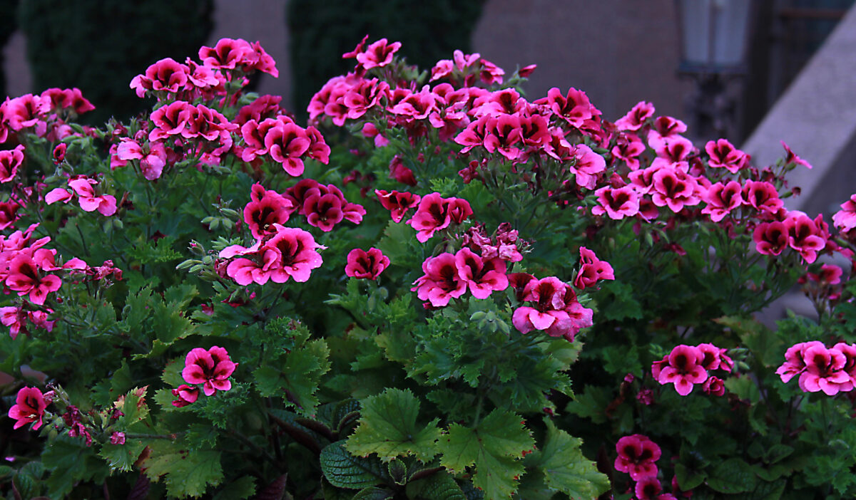 ako prezimovať muškáty