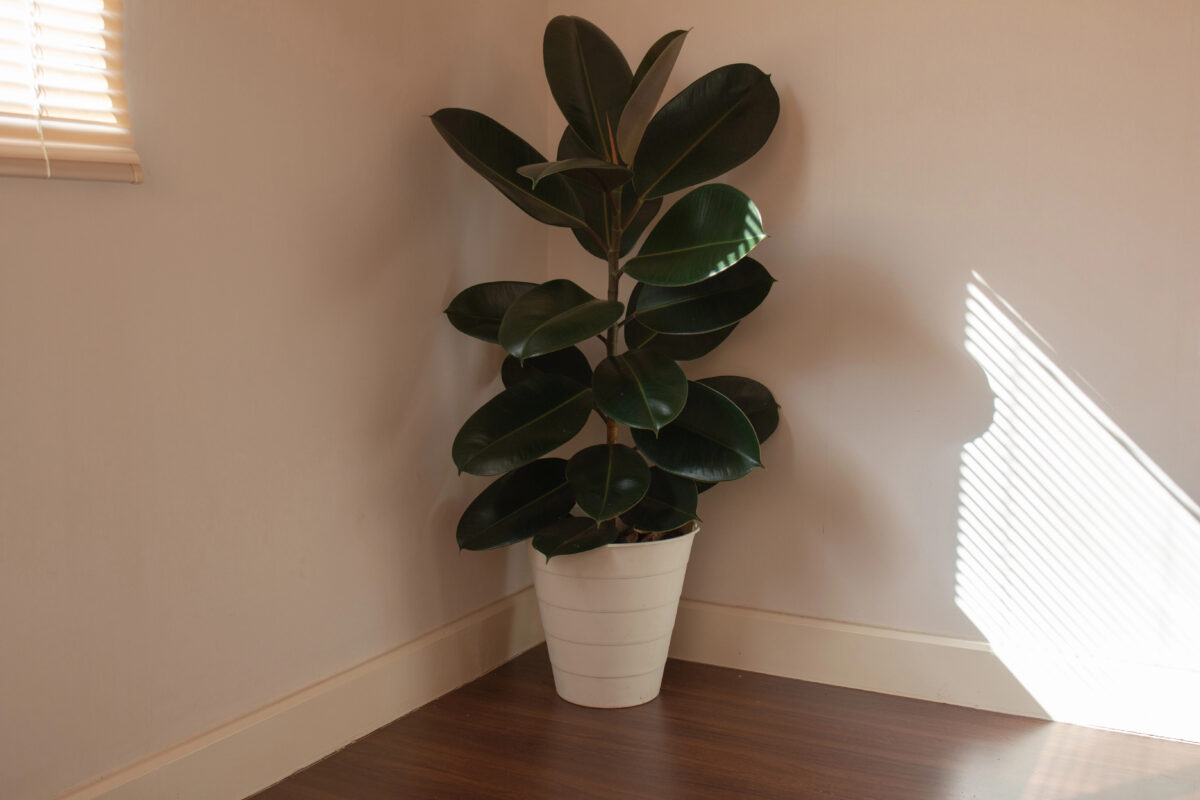 Figovník kaučukový