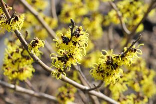 Hamamelis