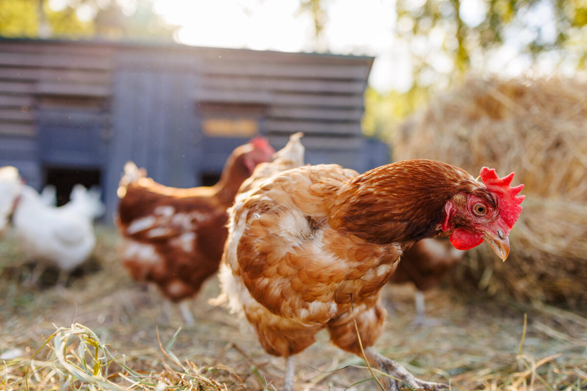 ako podporiť znášku