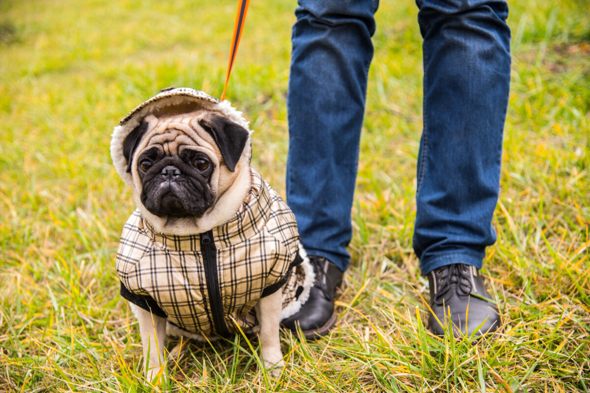 pes v oblečení