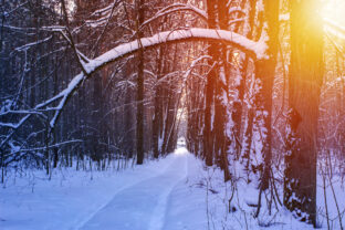 Road in the winter sunny forest. Winter snow forest trees sunset background. Red sunset in winter snow forest trees scene. Winter sunset snow forest trees view.