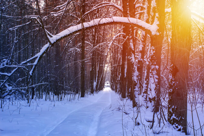 Road in the winter sunny forest. Winter snow forest trees sunset background. Red sunset in winter snow forest trees scene. Winter sunset snow forest trees view.