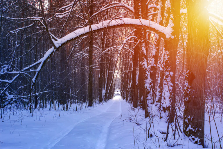 Road in the winter sunny forest. Winter snow forest trees sunset background. Red sunset in winter snow forest trees scene. Winter sunset snow forest trees view.