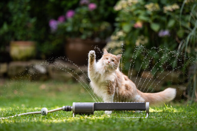 Cat garden lawn sprinkler