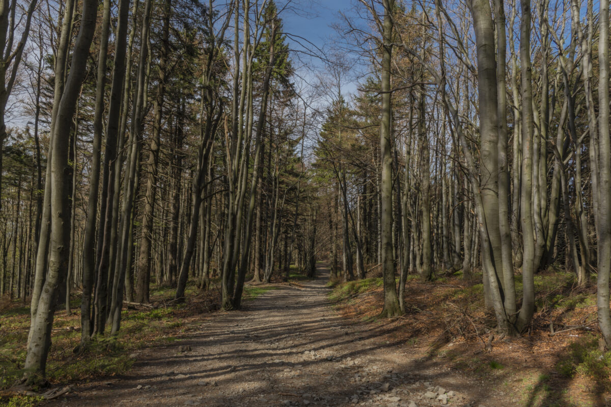 Spring color dry forest with path under Radhost hill in Beskydy mountains
