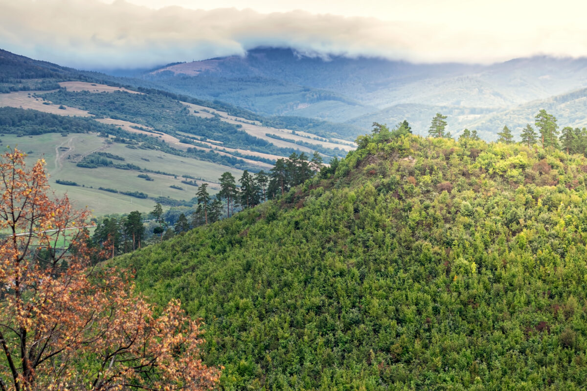 Pine forests landscape