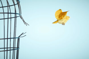 Canary escapes from bird cage. Freedom and open mind concept.  This is a 3d render illustration