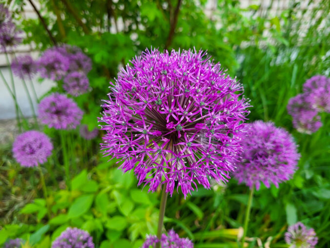 Okrasná cibuľa (Allium)