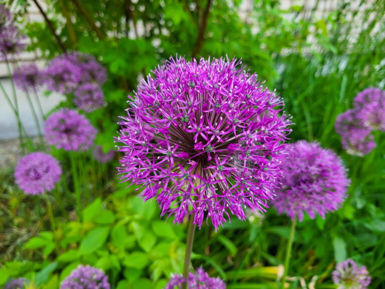 Okrasná cibuľa (Allium)