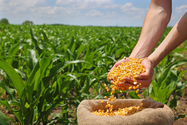 Corn grains in the hands of a successful farmer, in a background green corn field