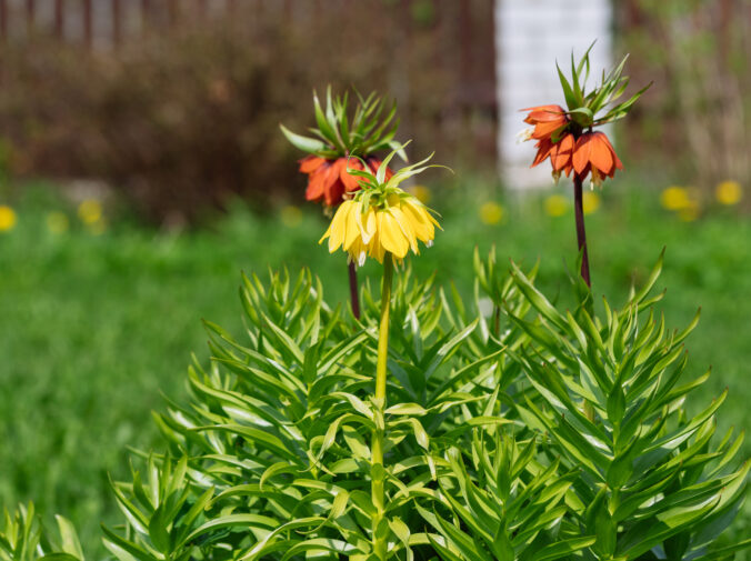 Korunkovka cisárska