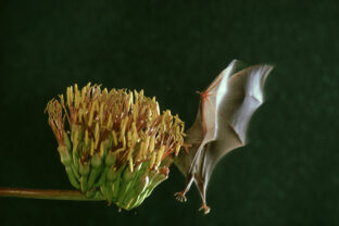 Netopier sajúci nektár z rozkvitnutej agáve počas opeľovania v Mexiku.