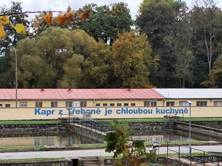 Prechádzka okolo rybníka Svět v Třeboni je krásna v každom ročnom období.