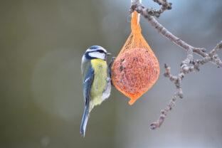 Lojové koláčiky pre váky, Sýkorka belasá kŕmiaca sa na lojovom koláčiku zavesenom na vetvičke počas zimy.