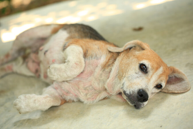 Lupiny u domácich zvierat: Kedy sú neškodné a kedy ide o vážny problém? Odborné rady pre majiteľov