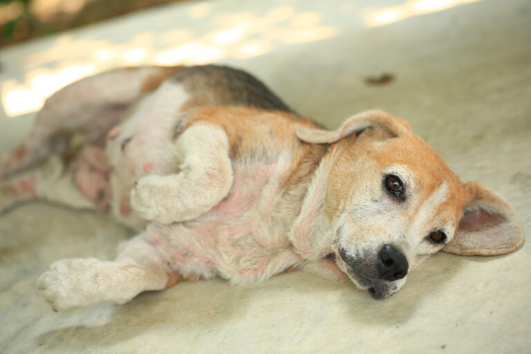 Lupiny u domácich zvierat: Kedy sú neškodné a kedy ide o vážny problém? Odborné rady pre majiteľov