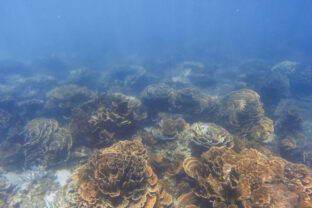 „Smrteľné ticho“ na Ningaloo: Dva z troch koralov sú mŕtve. Vedci varujú pred rozpadom ekosystému