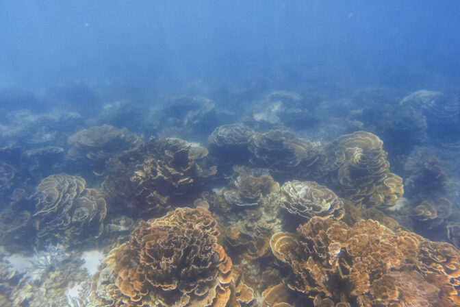„Smrteľné ticho“ na Ningaloo: Dva z troch koralov sú mŕtve. Vedci varujú pred rozpadom ekosystému