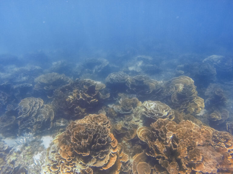 „Smrteľné ticho“ na Ningaloo: Dva z troch koralov sú mŕtve. Vedci varujú pred rozpadom ekosystému