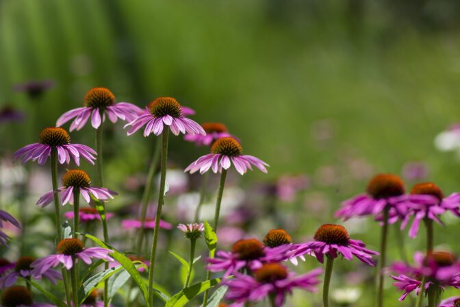 Kvitnúca echinacea v letnej záhrade – tipy záhradkárov, ako a kedy urobiť rez echinacey pre bohaté kvitnutie.