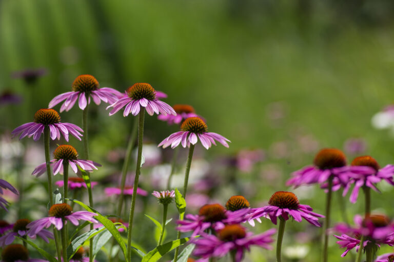 Kvitnúca echinacea v letnej záhrade – tipy záhradkárov, ako a kedy urobiť rez echinacey pre bohaté kvitnutie.