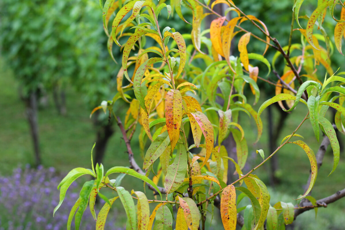 Suchá škvrnitosť listov kôstkovín