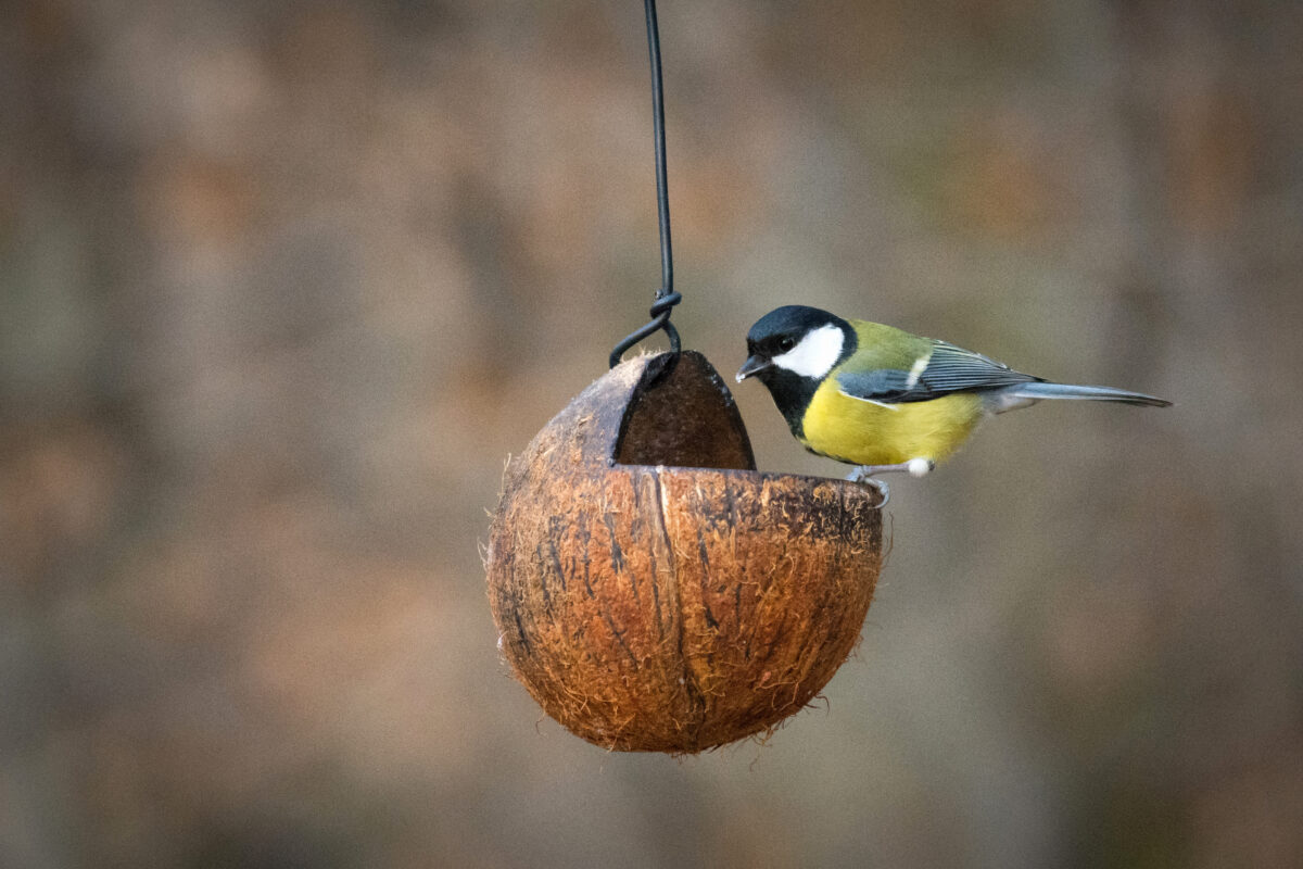 Kŕmidlo z kokosového orecha