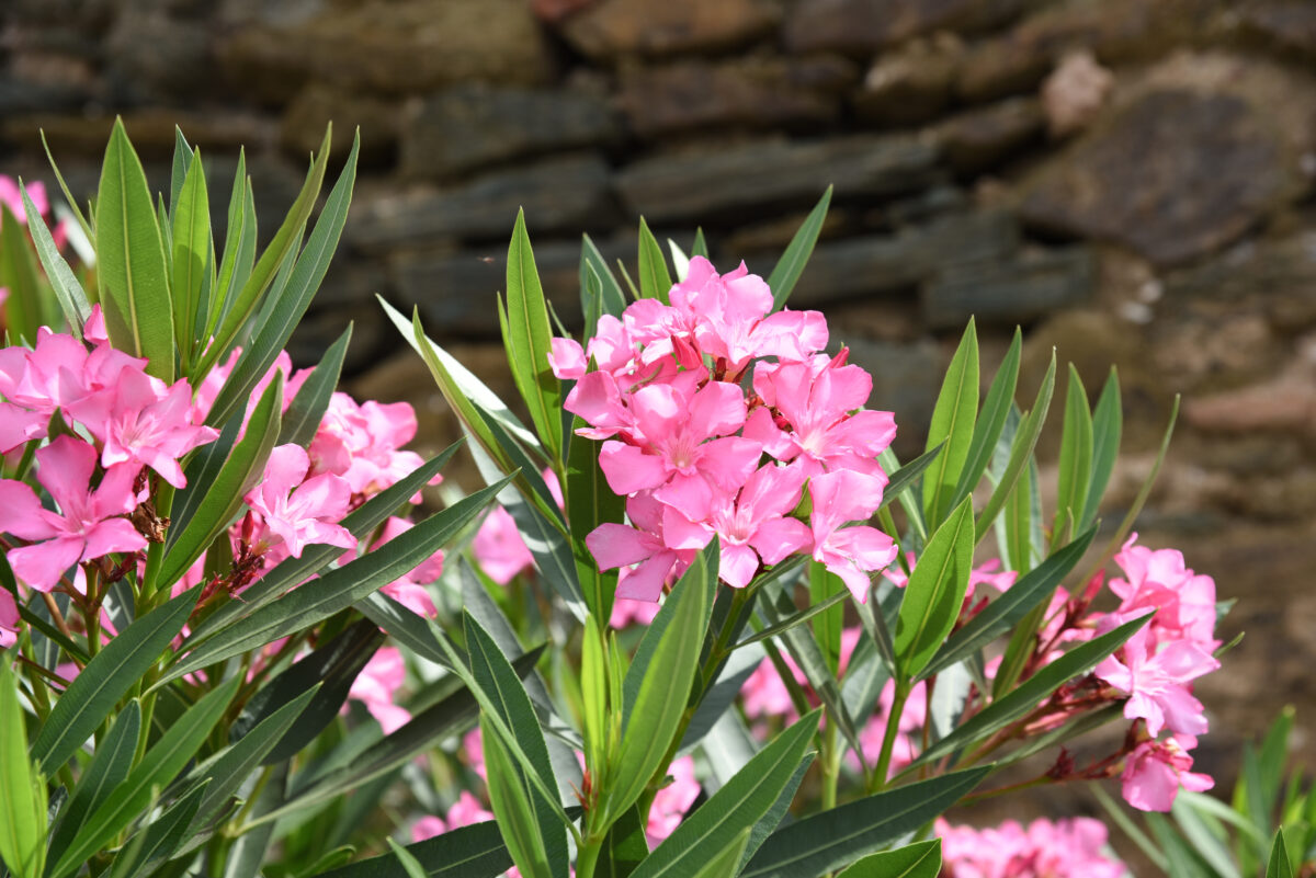oleander