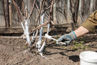 čistenie stromčekov