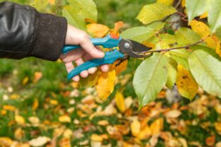 Jesenný rez ovocných stromov