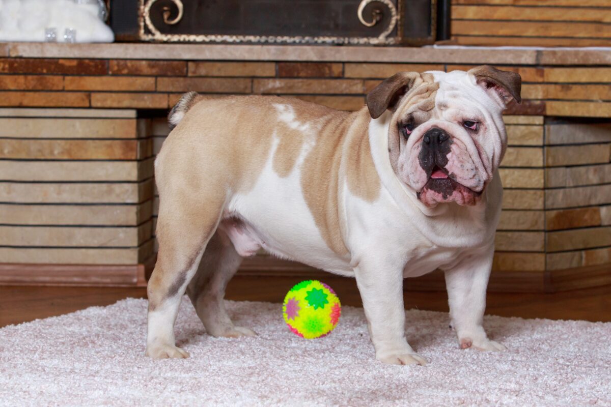 Anglický buldog