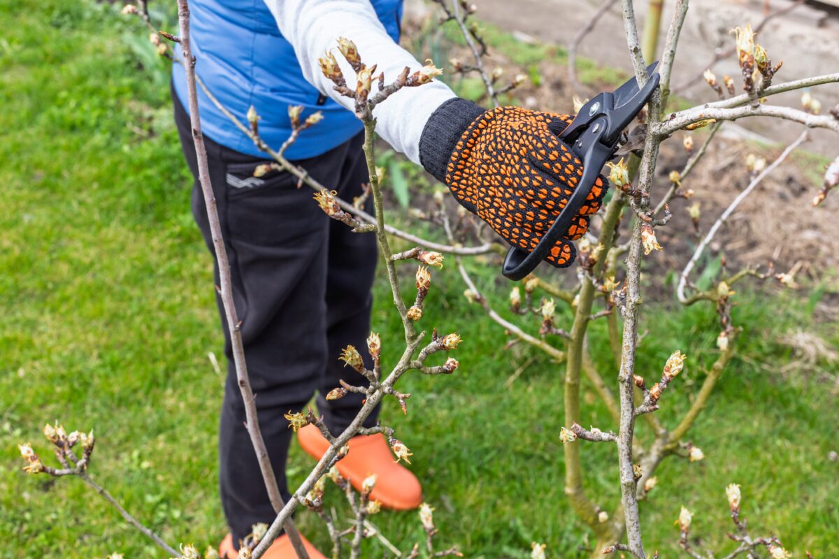 prerezávanie ovocného stromu